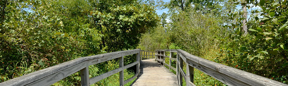 wetlands